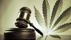 Cannabis legale, i vantaggi per le casse dello Stato